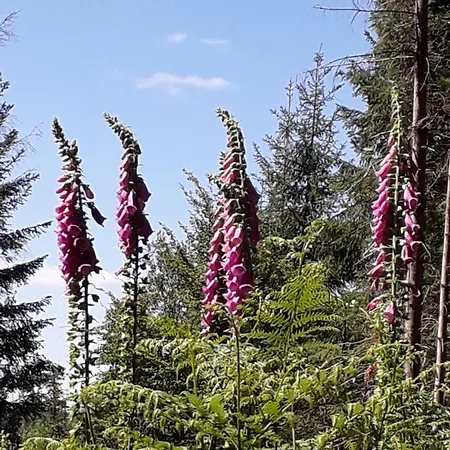 Lägenhet Haus Finkbeiner *